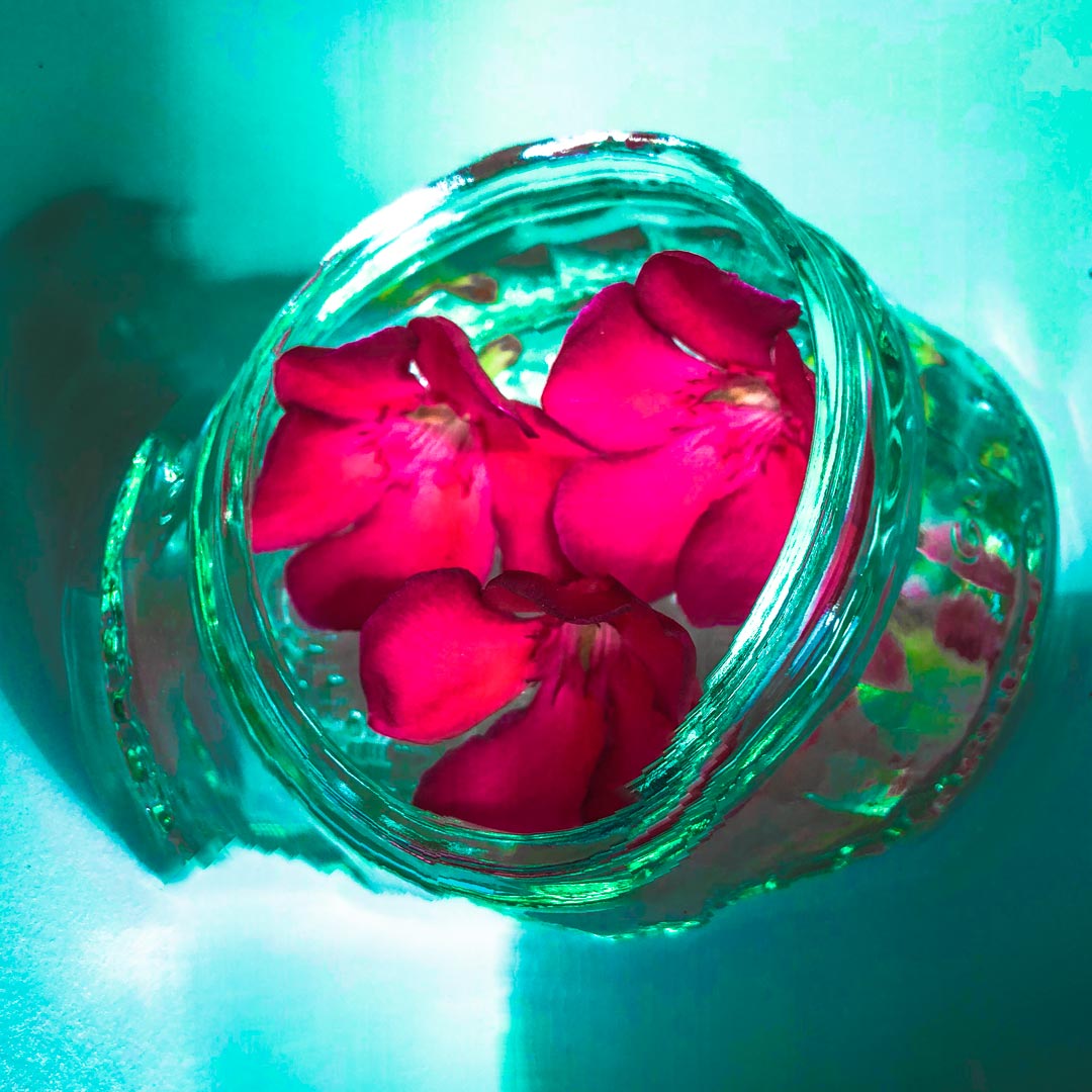 Oleanderblüte 1
